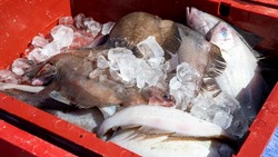 Рыбу по социальным ценам привезли в два магазина в Поронайске 