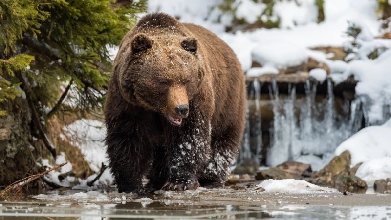 На Итурупе могут увеличить количество квот на отстрел медведей