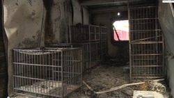 Волонтеры приюта «Помощь животным. Сахалин» считают причиной пожара неисправную электропроводку