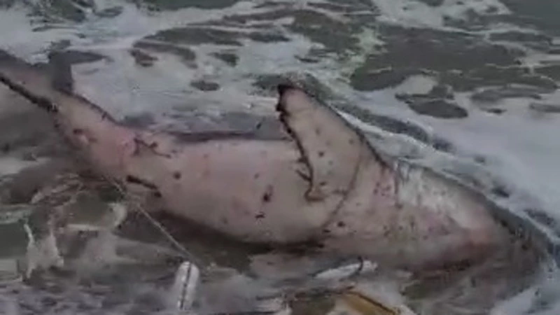 Крупная акула попала в сети рыбаков на севере Сахалина