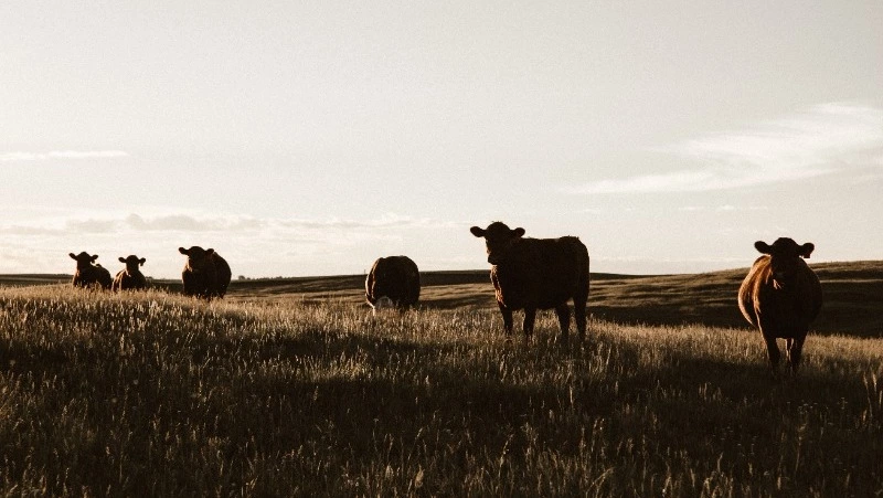 Господдержка помогла сахалинцу заняться фермерством и нарастить производство