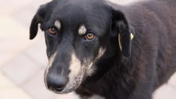 Следком возбудил уголовное дело после нападения бродячих псов на ребенка в Южно-Сахалинске