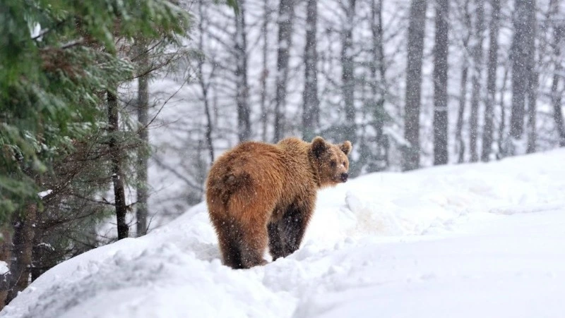 Курильское лесничество предупредило о высоких шансах встретить медведя 