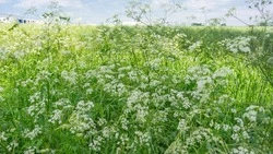 Церковный праздник 13 июня 2023: что нельзя делать в этот день, приметы