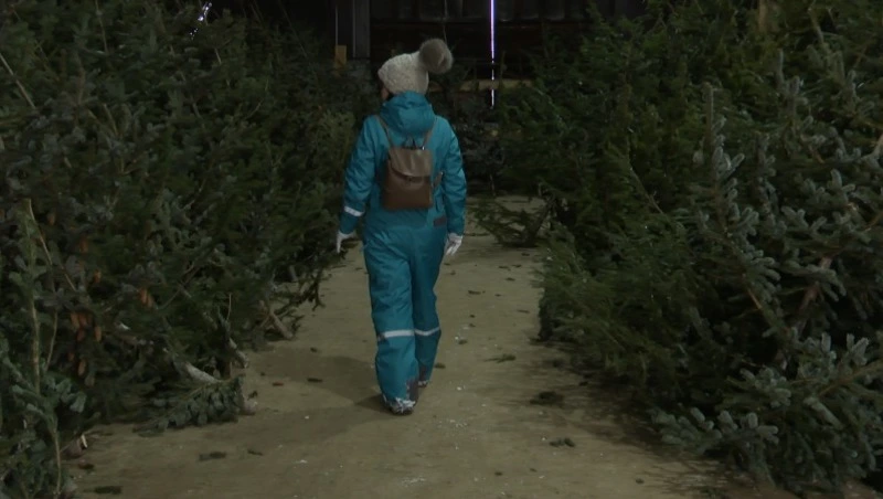 Жителям Южно-Сахалинска дали советы по выбору новогодней ели