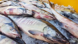 Рыбу по низким ценам привезли жителям четырех районов Сахалина 8 сентября 