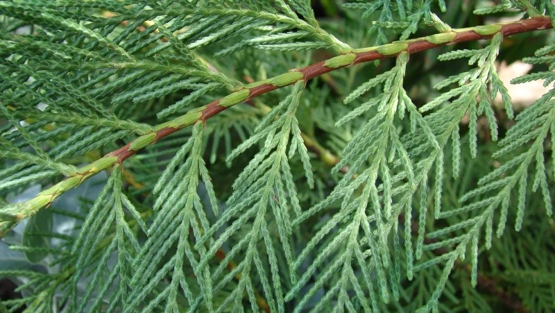 Сахалинский кипарис: история, целебные свойства и выводы