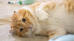 Кот с обмороженными ушами ищет любящую семью на Сахалине