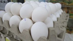 Продовольствие на контроле