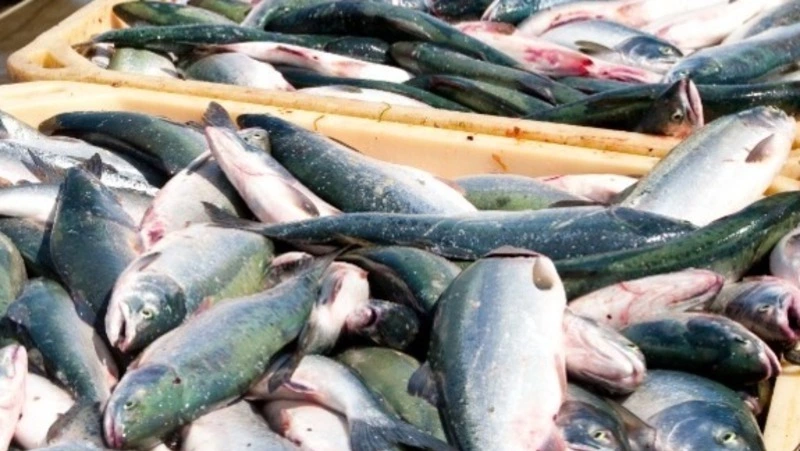 Двое сахалинцев ответят в суде за ловлю симы сетями