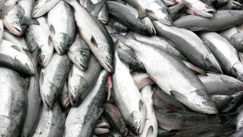 Сахалинцы незаконно наловили рыбу на миллион рублей