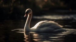 Жителей Сахалина просят не подкармливать лебедей на водоемах