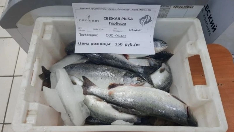 Свежую горбушу и камбалу дешево продают на Сахалине 29 августа: список адресов