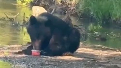 Медведь вышел полакомиться заготовленной икрой на реке Сусуя