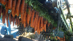 Сахалинские аграрии закончили собирать морковь на полях