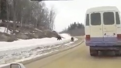 Медведица с детенышем устроили забег вдоль дороги в Охинском районе
