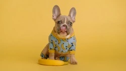 Специалисты рассказали о совместном пребывании собак и людей в общественных местах