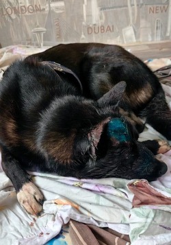 Покалеченный топором пес Миша в Охе пришел в себя после операции