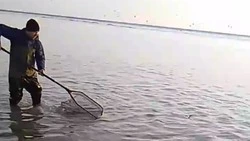 Селедка массово подошла к берегу в Холмском районе