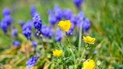 Какие народные праздники отмечают в июне 2025 года?