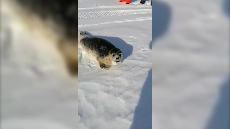 Сахалинские рыбаки нашли на льду потерявшегося тюлененка