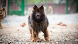 Особенная собака для ответственного человека: Пальме нужны хозяева на Сахалине 