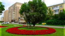 В Южно-Сахалинске летом высадят 600 тысяч цветов