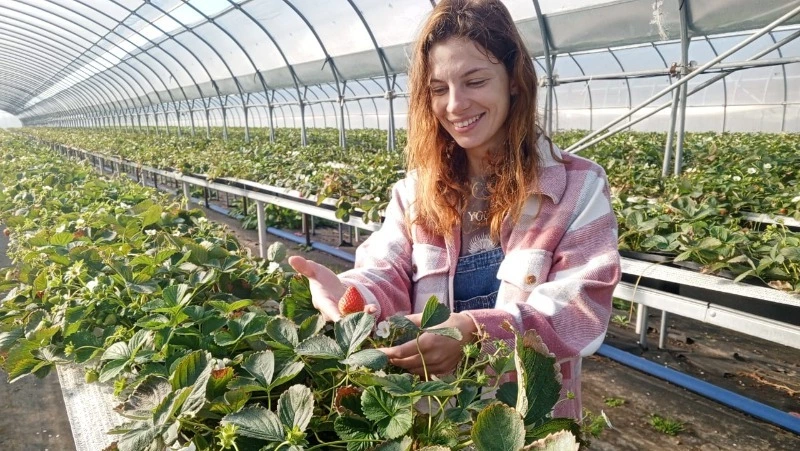 Фермеры на Сахалине приступили к сбору осеннего урожая клубники