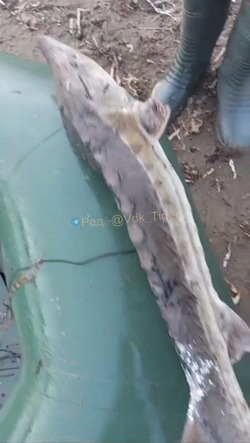 Житель Приморья поймал сахалинского осетра в Японском море