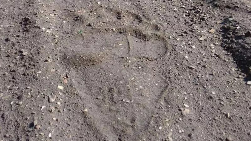 Следы большого медведя заметили на мусорном полигоне в Северо-Курильске