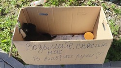 «Плачут на всю округу»: в Южно-Сахалинске в жару выбросили коробку с щенками