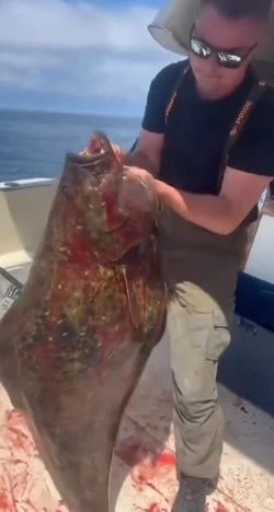 Огромную камбалу поймали на Итурупе 