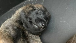Сотрудники полиции предложили придумать кличку для служебной собаки на Сахалине