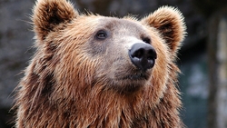 Медведь-шатун наследил в селах Анивского района