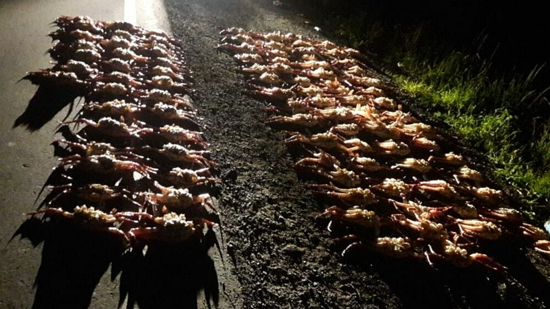 Сахалинцы продолжают незаконную добычу краба