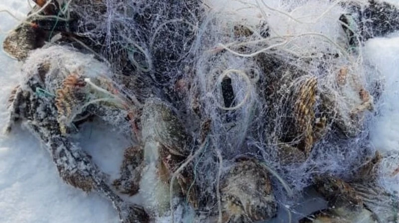 Сахалинцы на зимней рыбалке ловят вместо корюшки браконьерские сети