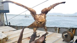 Специалисты таможни Сахалина обнаружили на судне из Японии чучело редчайшей птицы