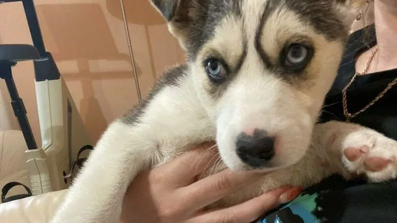 «Бракованного» щенка хаски выкинули на Сахалине разводчики собак