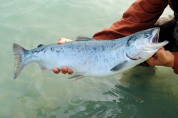 Безработного рыбака будут судить за браконьерство на Сахалине